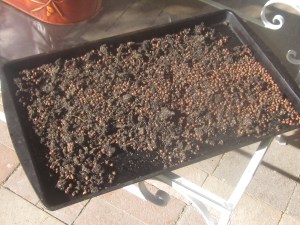 Pulp and seeds drying in the sun.