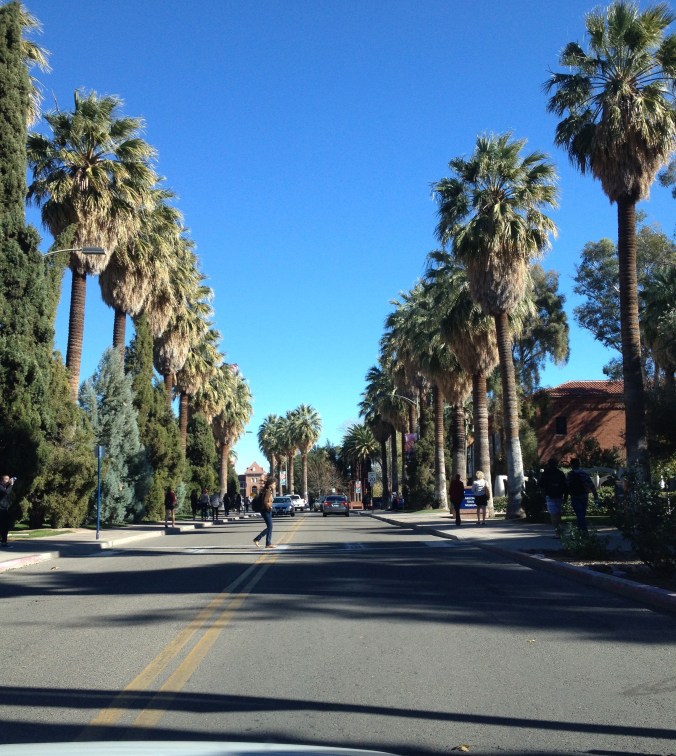 Washingtonia filifera near UA main gate (R.Mondt photo)