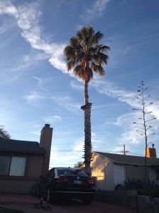 Washingtonia robusta in a S.Tucson landscape