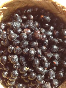 Fruits newly harvested from the California fan palm Washingtonia filifera (MABurgess photo)