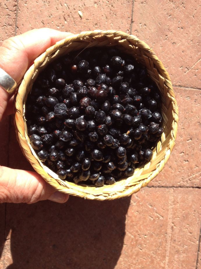 Washed and drained fruits of Washingtonia filifera ready for snacking! (MABurgess photo)