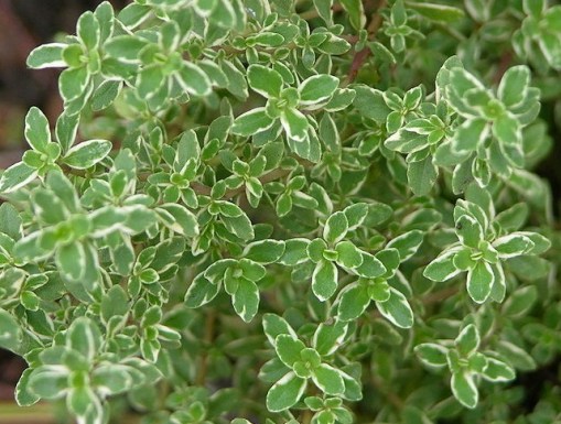 Thymus_citriodorus_variegata_crop