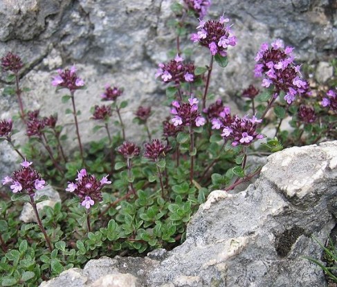 Thymus_praecox crop
