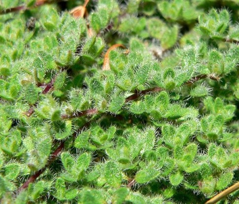 Thymus_pseudolanuginosus_crop