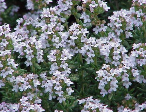Thymus_vulgaris_bloom_001 crop