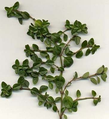 Thymus_vulgaris_branch crop