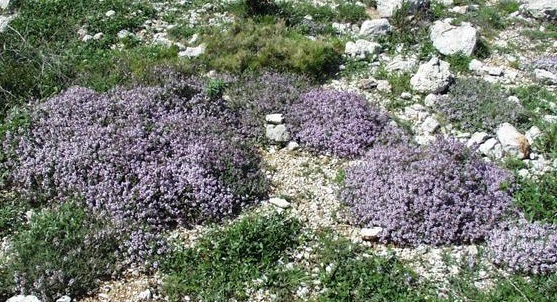 Thymus_vulgaris_habitat_003 crop
