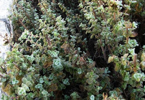 Thymus_(zaatar)_Jerusalem_BG crop