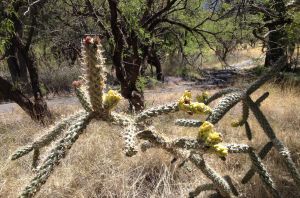 cane cholla in bud with last year's persistent yellow fruits