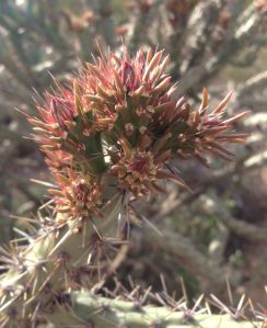 Cholla cactus flower buds emerging, covered with spines--brimming with goodness for all desert creatures….