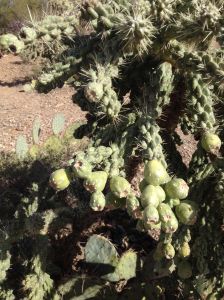 fruits of jumping cholla clinging to former years' fruits 