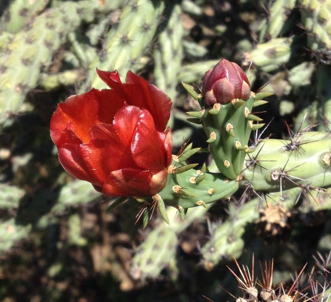 red staghorn cholla flower and bud (MABurgess photo)