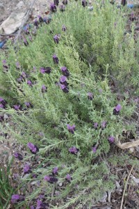 lavandula _5175
