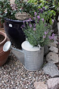 lavandula _5331