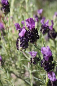 lavandula _5487