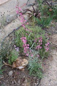 lavandula and penstemon_5174