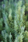 lavandula_2015_5108