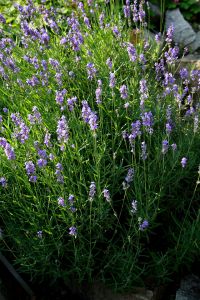 Lavandula_angustifolia_prg_1