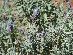 Lavandula_dentata_plant