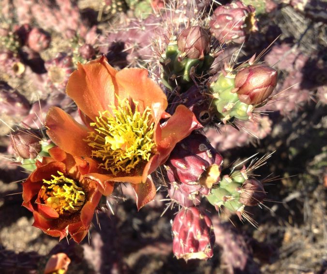 rusty orange flower of the various-colored staghorn chollas