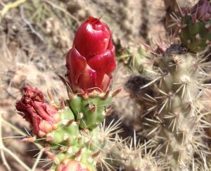 cholla feeds many desert creatures (MABurgess photo)