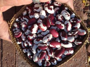 “Anasazi Bean” is the only trademarked bean in the mix.  Original seeds of this fast-cooking bean were actually found in an ancestral Puebloan ruin in the Four Corners. 