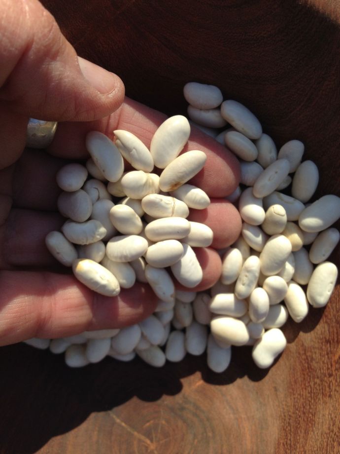 “Cannellini” is an elongated white bean grown in the Four Corners for years, brought there by immigrants. 