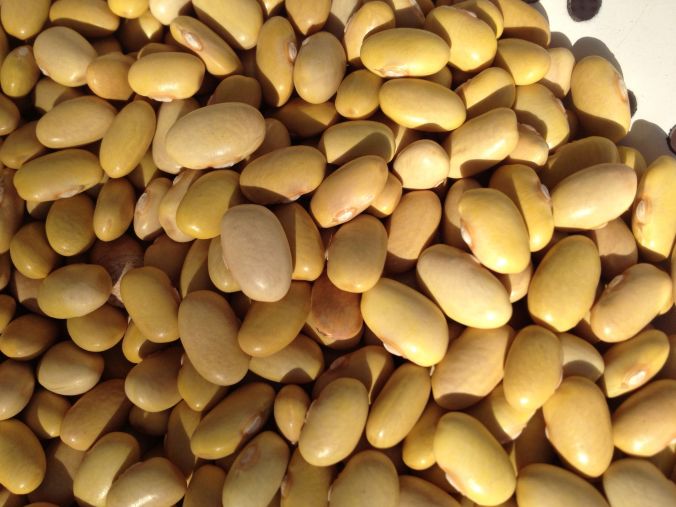 “Maicoba” is named for the Pima Bajo village in Sonora where it originated. This yellow bean goes by many monikers—sulfur bean, azufrado, canario, peruano.