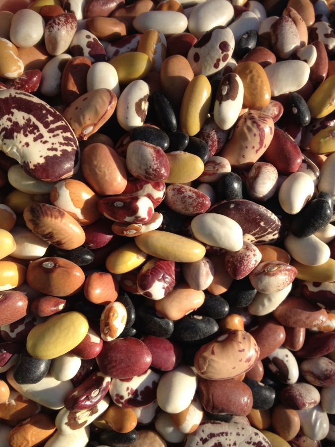 Tom's Mix is a rainbow of color, flavor, nutrition, and genetic adaptations to the desert Southwest! (MABurgess photo)