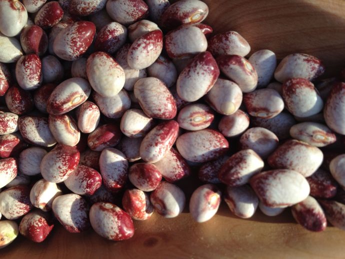 “Colorado River bean” takes its name from the Colorado Plateau where it is grown.  This small speckled bean makes a wonderfully creamy soup. 