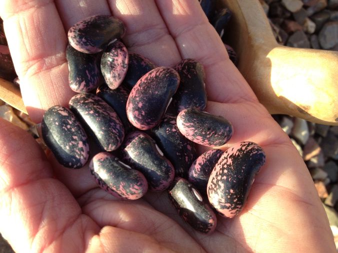 “Scarlet Runner” is a vining bean with brilliant red flowers that attract hummingbirds. It is a large purplish speckled bean not to be confused with lima.