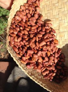 “Flor de Mayo” (Mayflower) is a favorite of traditional people from Chihuahua and Texas to southern Sonora.