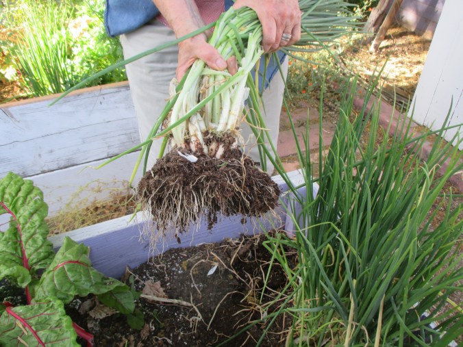 Big clump of iItoi onions. All this from just one little onion planted last October.