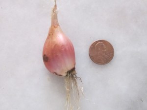 Lovely little iItoi onion with penny for size comparison.