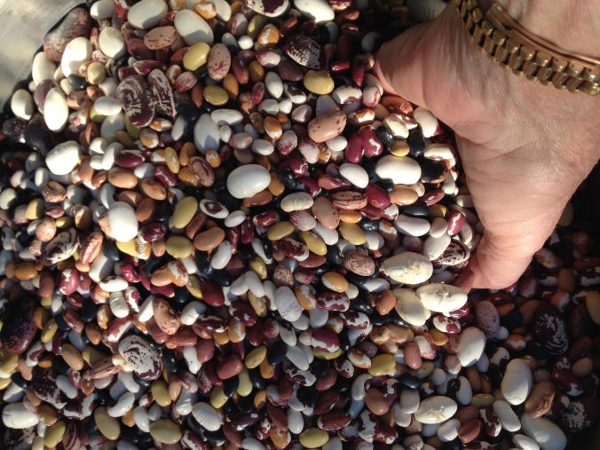 Diversity of Southwestern heirlooms in Tom's Mix