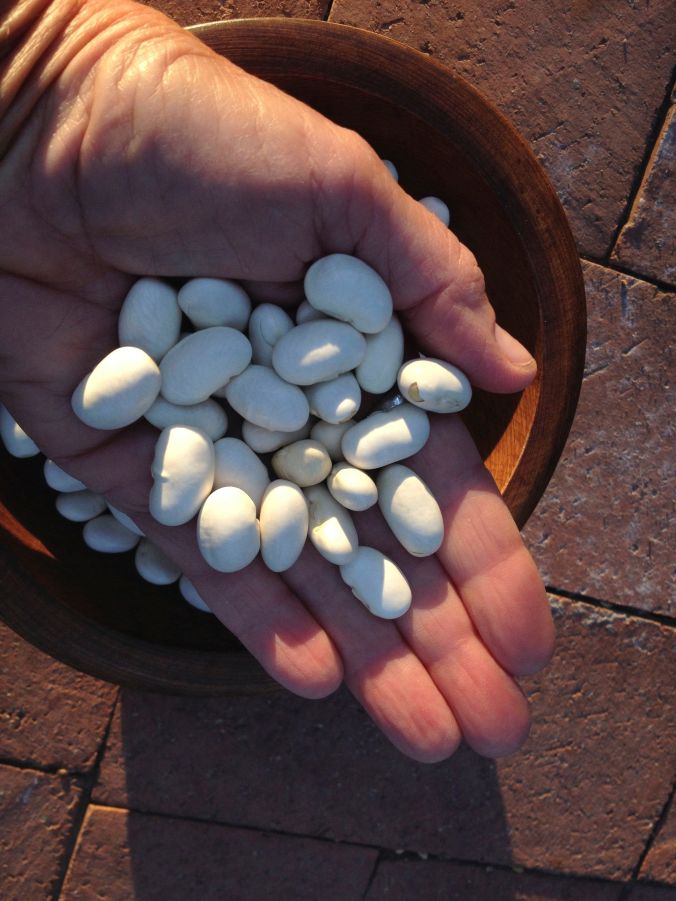 Related to scarlet runner is “Aztec White Runner” or “Bordal” (aka “Mortgage Lifter”) is another vining bean with a big white flower. It is large, plump and a little sweet.