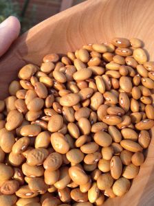 “Yellow Indian Woman” is the only bean in the mix not from the SW.  As legend has it, Swedes brought this bean to Native people of the northern plains.