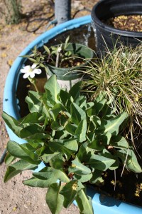 yerba mansa IMG_6205 (3)