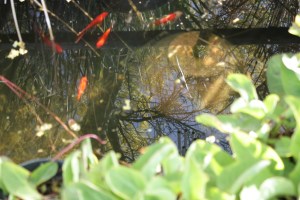 yerba mansa IMG_6212 (19)