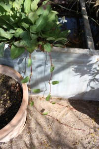 yerba mansa IMG_6212 (2)