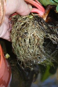 yerba mansa IMG_6212 (5)