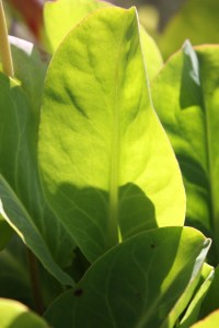 yerba mansa IMG_6212 (8)