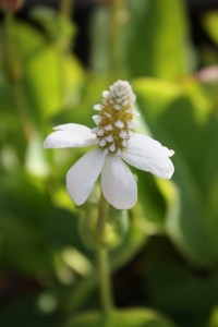 yerba mansaIMG_6196 (1)