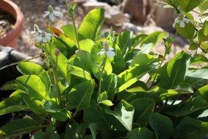 yerba mansaIMG_6196 (4)