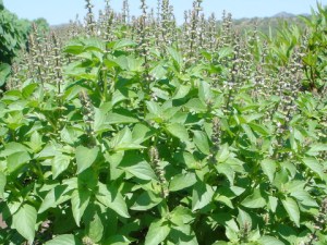 basil lemon mrs burns famous nss