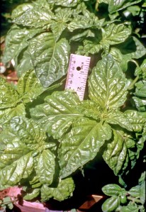 basil-saladleaf_renees garden