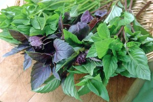 basil-trio_renees garden_1