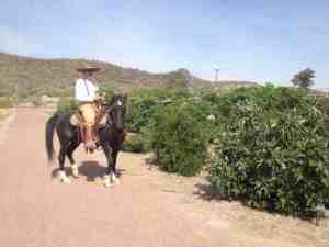 Vaquero in the Orchard of heirloom Mission Period fruit trees at San Ysidro Fiesta 2014 (MABurgess photo)