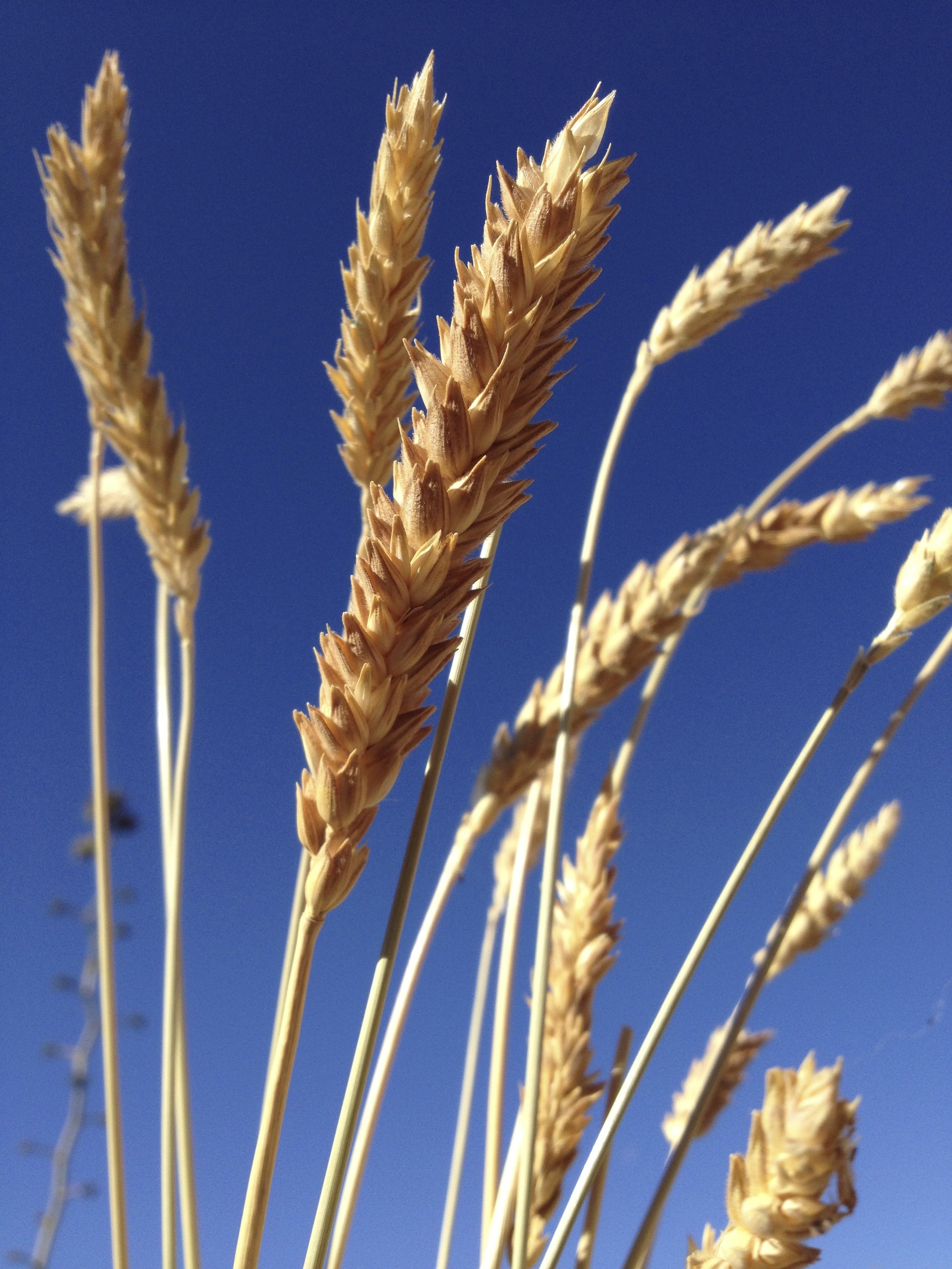 Ripened seed heads of organic heirloom White Sonora Wheat from BKWFarms in Marana (MABurgess photo)