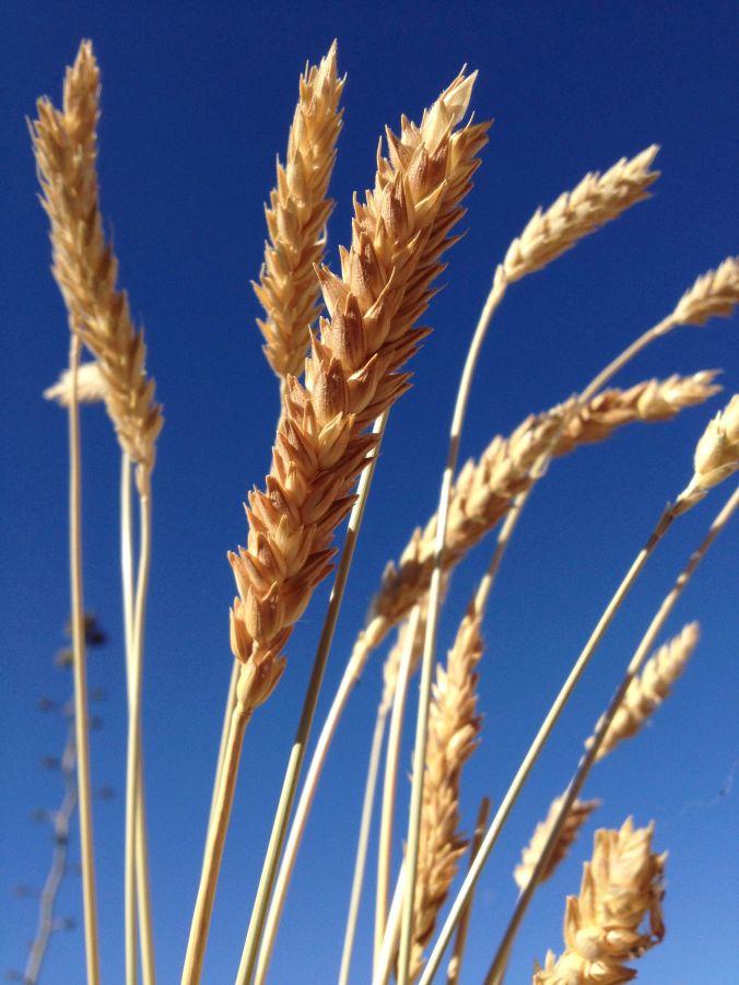 Ripened seed heads of organic heirloom White Sonora Wheat from BKWFarms in Marana (MABurgess photo)